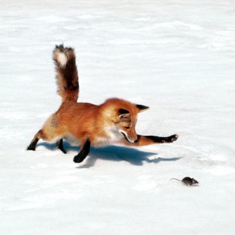лиса охотится