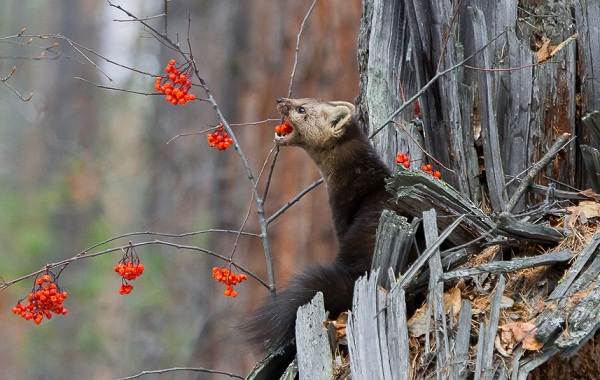 Куница-животное-Описание-особенности-виды-образ-жизни-и-среда-обитания-куницы-16