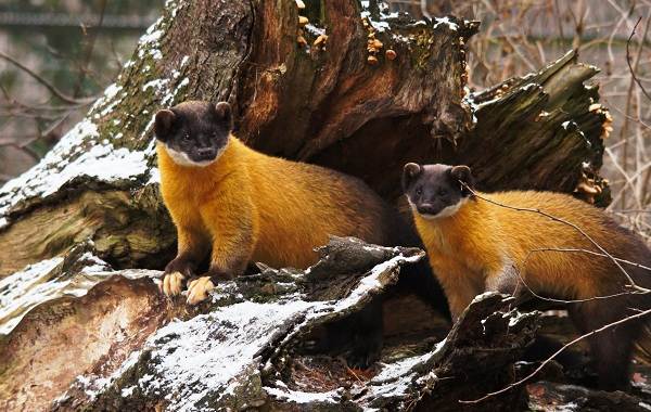 Куница-животное-Описание-особенности-виды-образ-жизни-и-среда-обитания-куницы-8