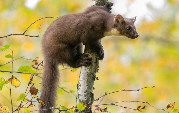Куница-животное-Описание-особенности-виды-образ-жизни-и-среда-обитания-куницы-13