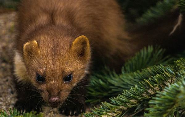 Куница-животное-Описание-особенности-виды-образ-жизни-и-среда-обитания-куницы-4