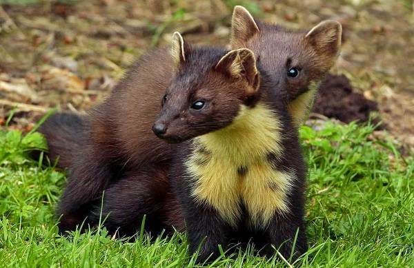 Куница-животное-Описание-особенности-виды-образ-жизни-и-среда-обитания-куницы-18