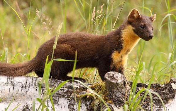 Куница-животное-Описание-особенности-виды-образ-жизни-и-среда-обитания-куницы-2