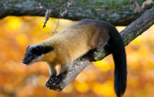 Куница-животное-Описание-особенности-виды-образ-жизни-и-среда-обитания-куницы-10