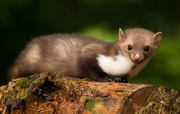 Куница-животное-Описание-особенности-виды-образ-жизни-и-среда-обитания-куницы-9