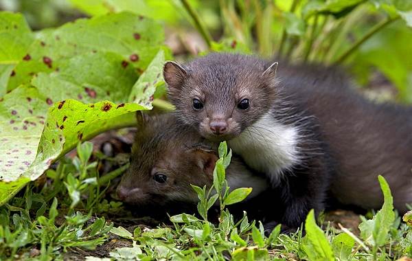 Куница-животное-Описание-особенности-виды-образ-жизни-и-среда-обитания-куницы-7