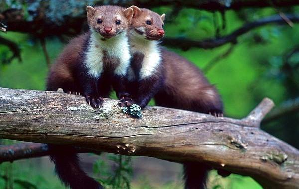 Куница-животное-Описание-особенности-виды-образ-жизни-и-среда-обитания-куницы-3