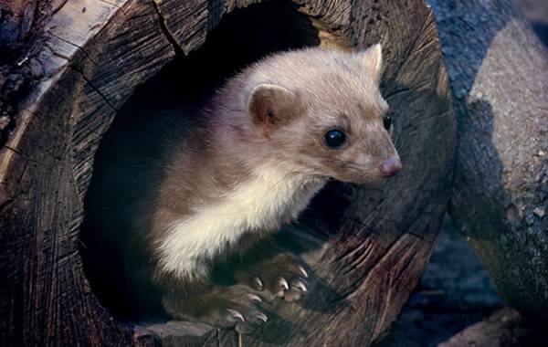 Куница-животное-Описание-особенности-виды-образ-жизни-и-среда-обитания-куницы-12
