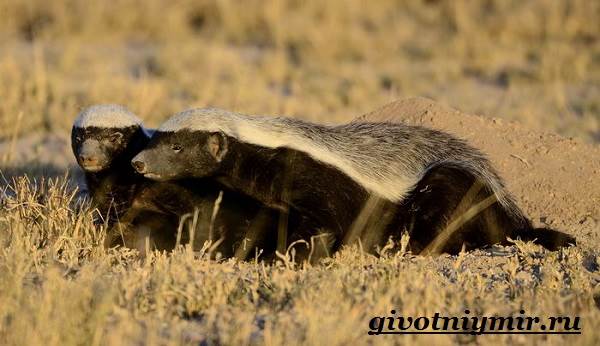 Медоед-животное-Образ-жизни-и-среда-обитания-медоеда-7
