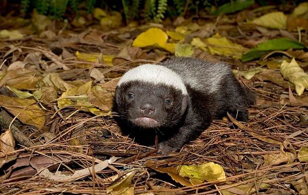 Медоед-животное-Описание-особенности-виды-образ-жизни-и-среда-обитания-медоеда-5
