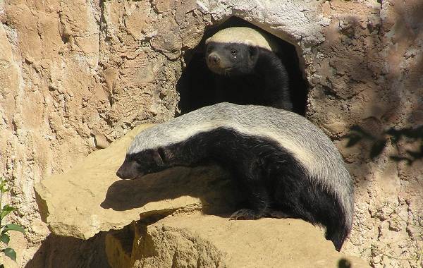 Медоед-животное-Описание-особенности-виды-образ-жизни-и-среда-обитания-медоеда-11