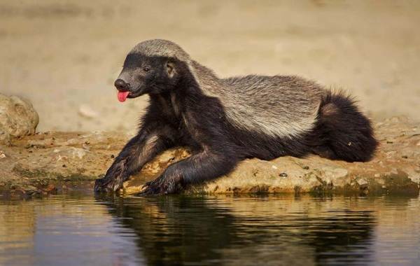 Медоед-животное-Описание-особенности-виды-образ-жизни-и-среда-обитания-медоеда-12