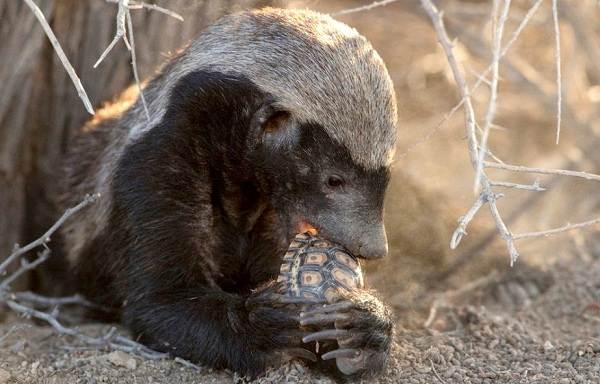 Медоед-животное-Описание-особенности-виды-образ-жизни-и-среда-обитания-медоеда-3