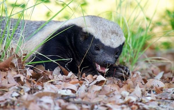 Медоед-животное-Описание-особенности-виды-образ-жизни-и-среда-обитания-медоеда-8