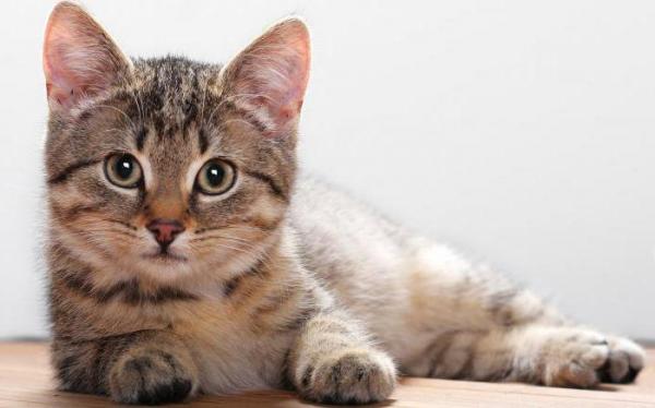 сочинение мое любимое животное кошка