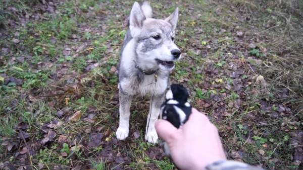 натаска лийки