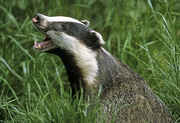 охота на барсука с лайками