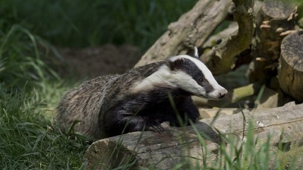 советы по охоте на барсука с лайками