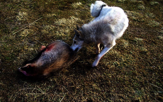 охота на барсука с лайкой