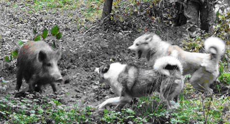 охота на кабана с лайками