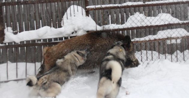 Тренировка собак в вольере