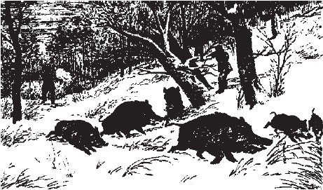 Охота на кабанов