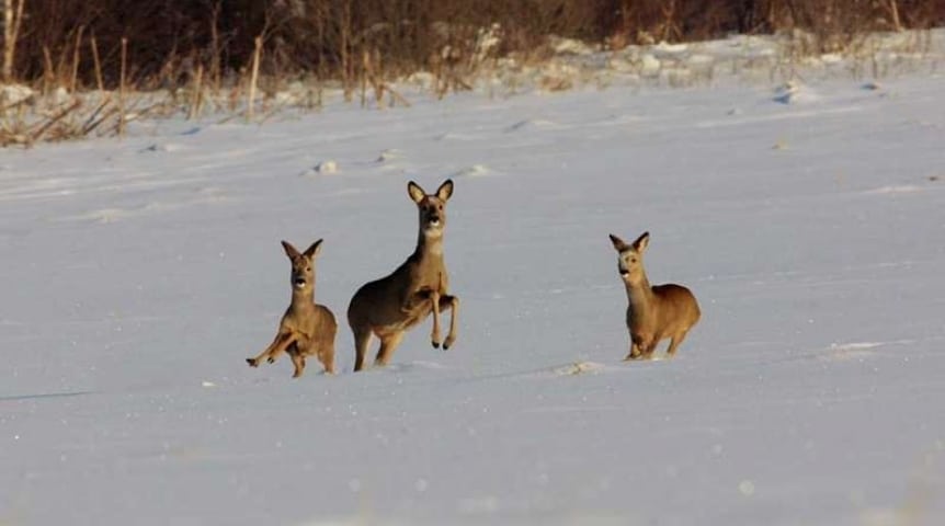 Охота на косулю зимой