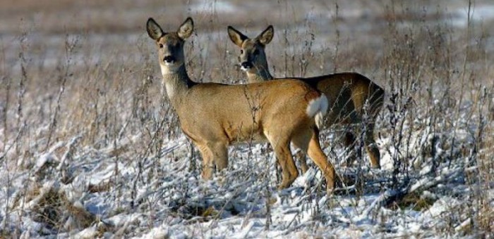 Охота на косулю зимой