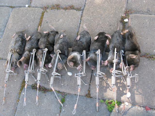 Охота на кротов.