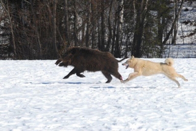охота с лайками на кабана