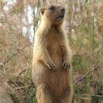 Сурок стоит