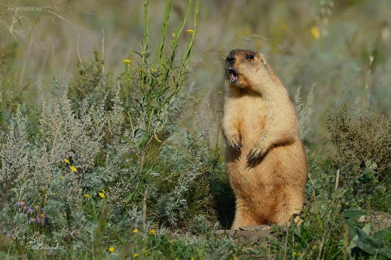 Сурок встал столбиком