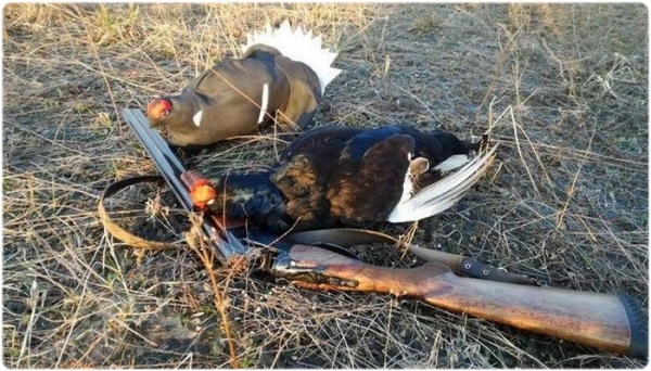 Охота на тетерева с чучелами