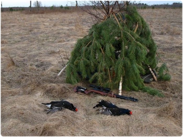 Охота на тетерева с чучелами
