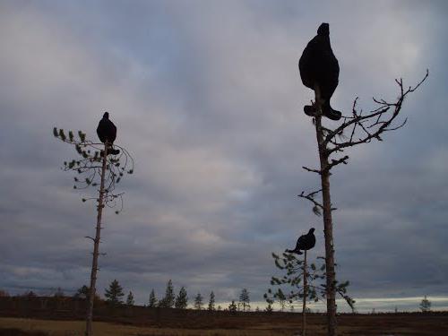 Охота на тетерева с чучелами