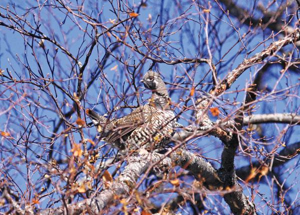 Охота на тетерева весной