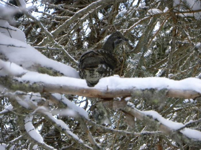 Зимняя охота на тетерева