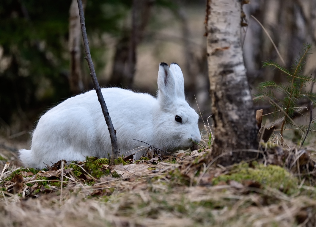 Ночная охота на зайца
