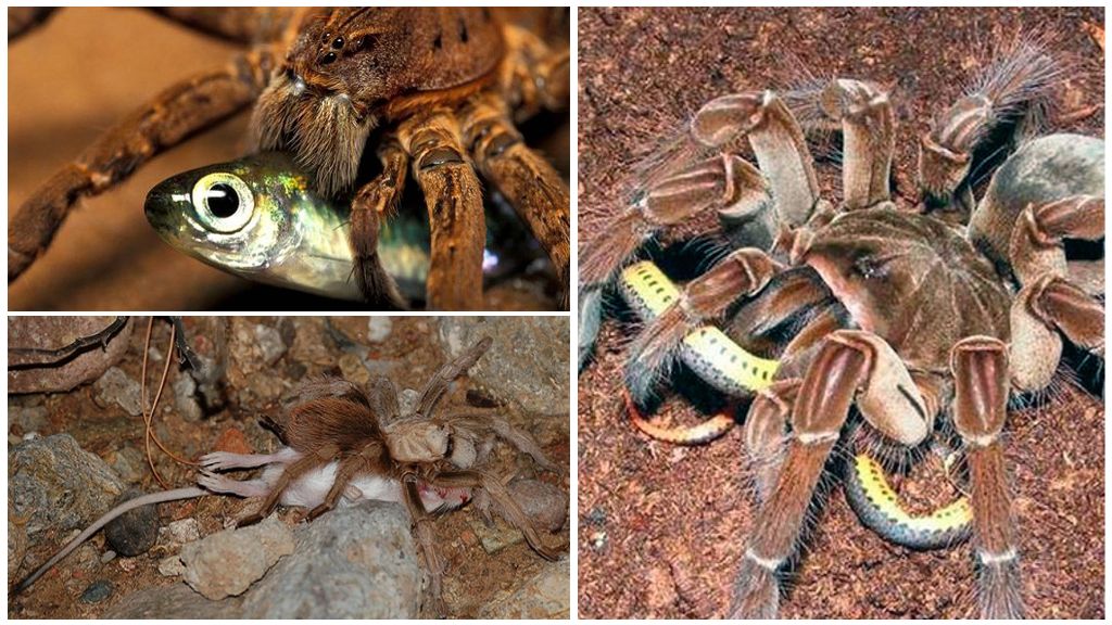 Охота паука-птицееда