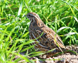 Птица обыкновенная перепелка