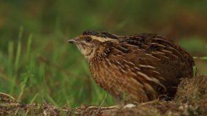 Птица обыкновенная перепелка