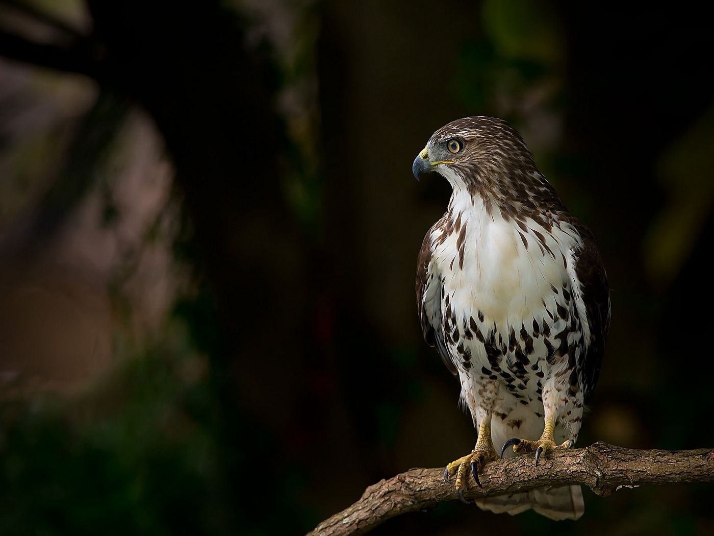 птица из ястребиных 5