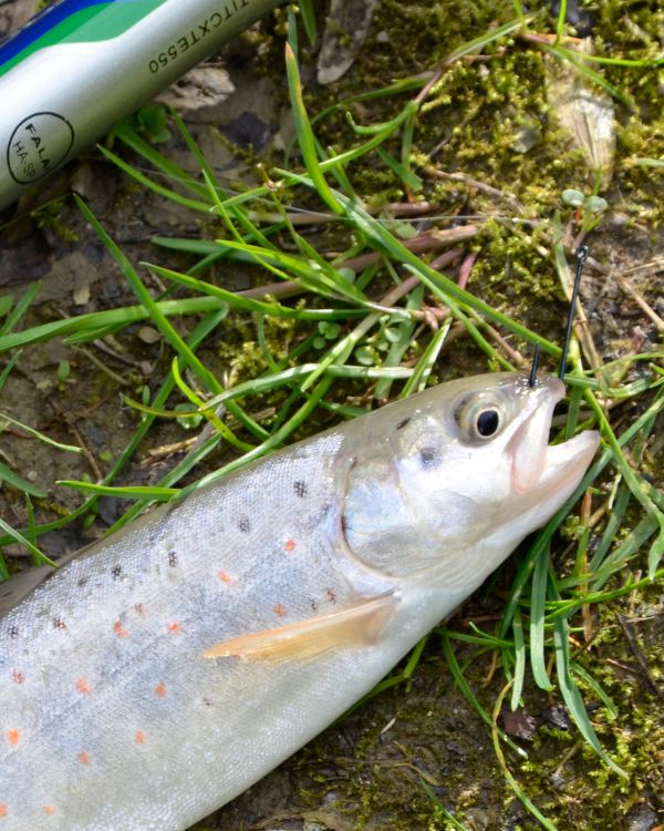 Крючок для червей и личинок лучше чёрного цвета