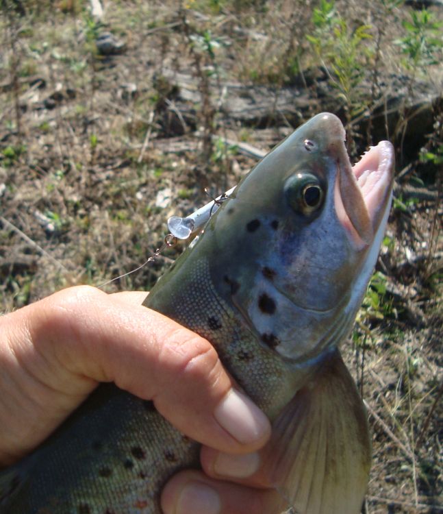 Наградой за смелый заброс воблера в сложную точку стал этот трофей