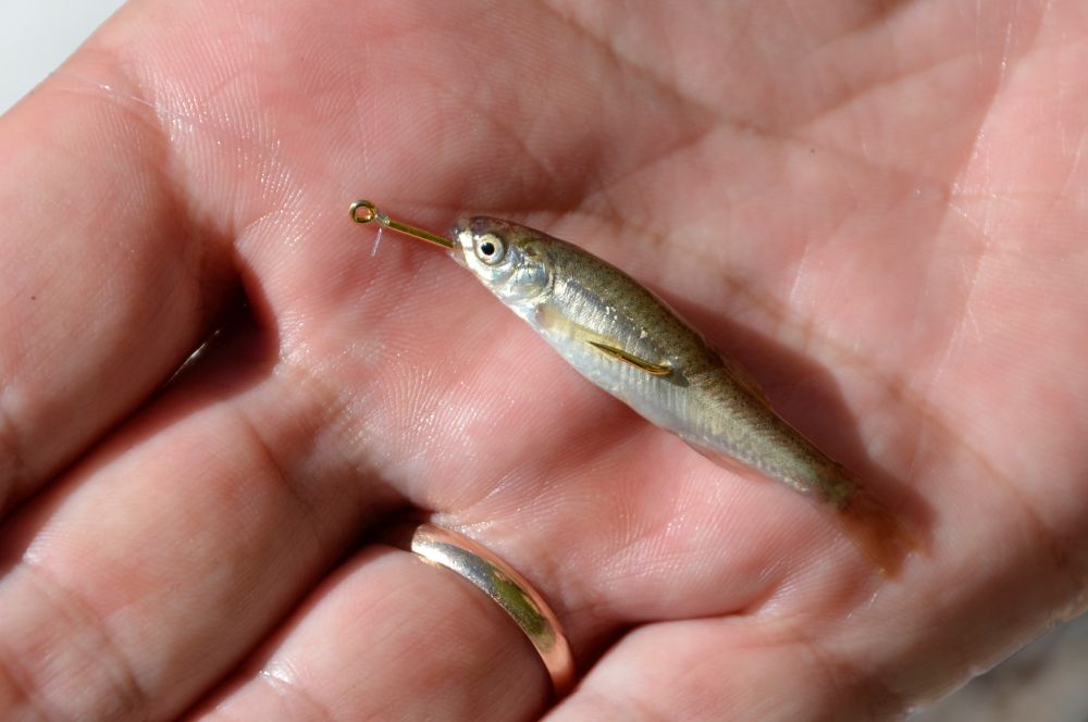Правильная насадка малька