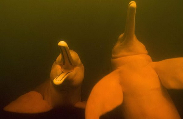 Амазонский дельфин, или белый речной дельфин