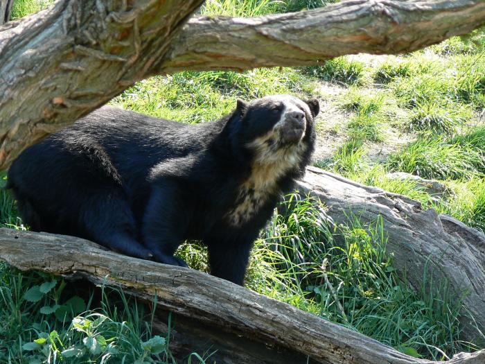 Очковый медведем (Tremarctos ornatus)