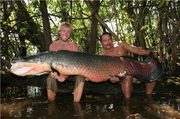 Самая крупная пресноводная рыба в мире - Арапайма или Pirarucu (Arapaima gigas)