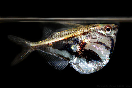 Клинобрюшка или летающая рыба Амазонки.