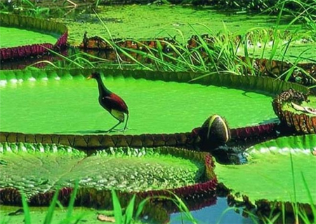 Гигантская амазонская лилия или Виктория Регия